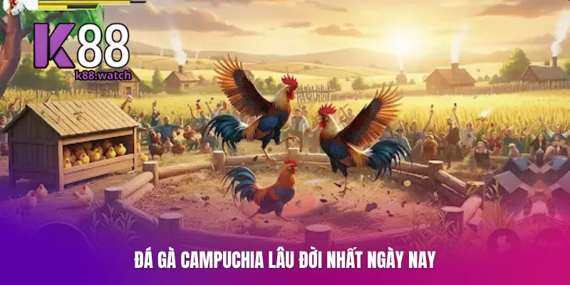 Đá gà Campuchia lâu đời nhất ngày nay