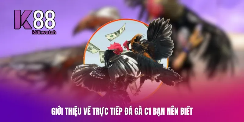 Giới thiệu về trực tiếp đá gà C1 bạn nên biết
