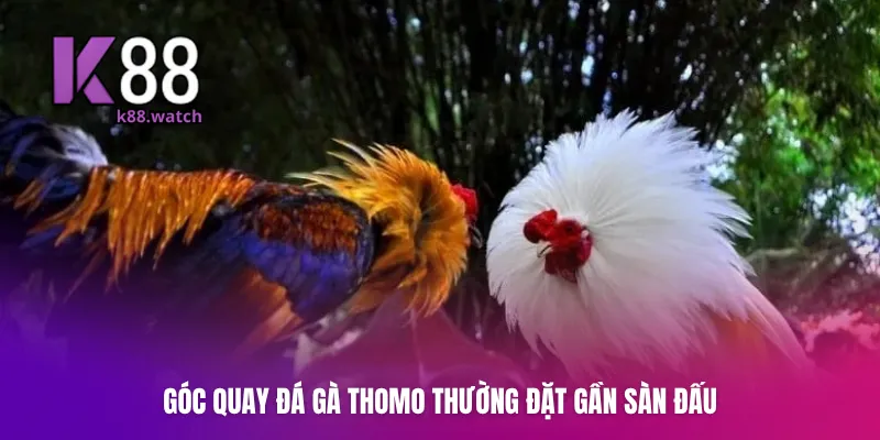 Góc quay đá gà Thomo thường đặt gần sàn đấu