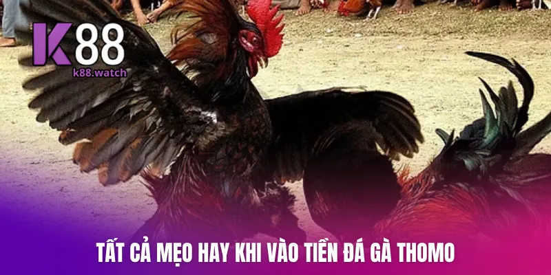 Tất cả mẹo hay khi vào tiền đá gà Thomo